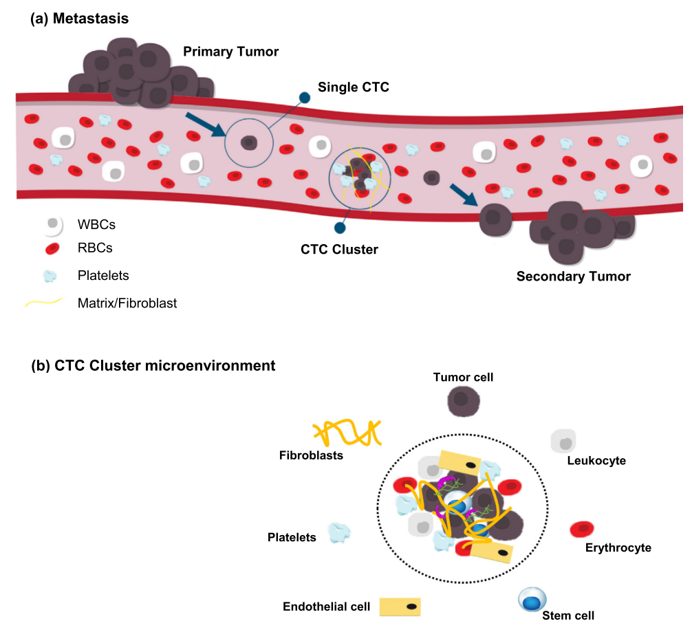 Schematic of Metastasis and CTCC microenvironment.